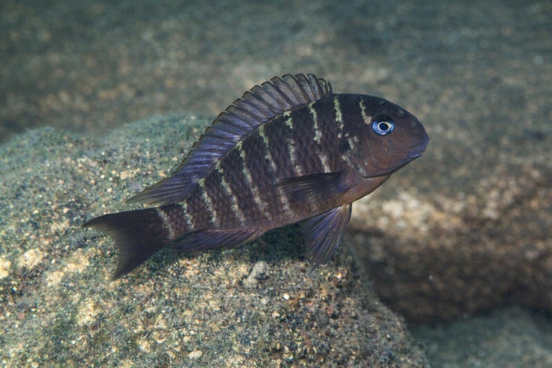 Tropheus polli 'Kekese'
